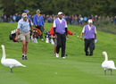 Tiger Woods and Steve Stricker are confronted by swans