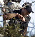 Tiger Woods recoils in pain after catching his hand on bush