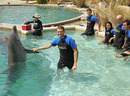 Mardy Fish swims with the dolphins at the Miami Seaquarium
