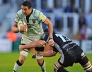 Northampton's Phil Dowson stretches the Newcastle defence