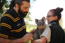 Sebastien Chabal meets a koala at Taronga Zoo