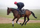Hurricane Fly stretches his legs on the track