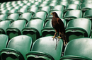 Rufus the hawk, who patrols Wimbledon to scare off pigeons