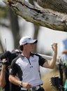 Rory McIlroy picks his ball out of a tree