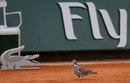 A pigeon lands on the court