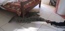 A  crocodile which spent the night under Guy Whittall's bed