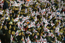 England fans wave flags during the Rugby League World Cup