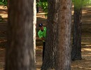 Tiger Woods seeks a route out of the trees