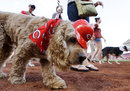 A dog is dressed in Cincinnati Reds hat and scarf to mark Bark In The Park day in Cincinnati