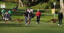 Golfers are interrupted by kangaroos during the Perth International Pro-Am