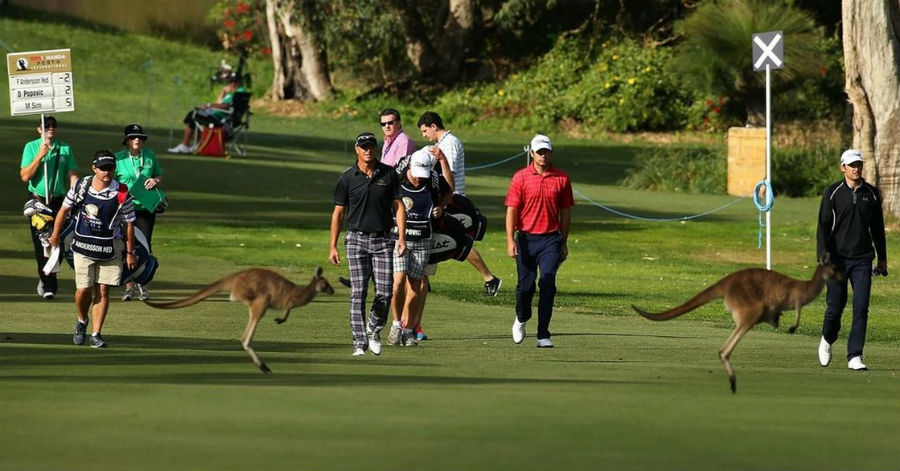 Golfers are interrupted by kangaroos during the Perth International Pro-Am